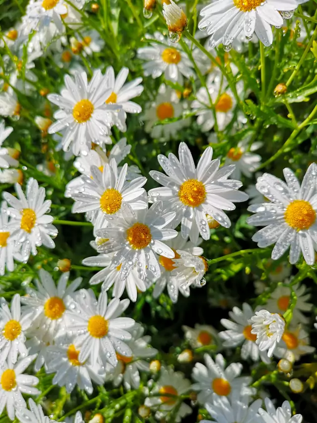 The 10 Best Edible Flowers To Decorate Your Food, According To A  Nutritionist