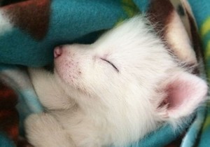 612186_lisica-instagramrylaifox