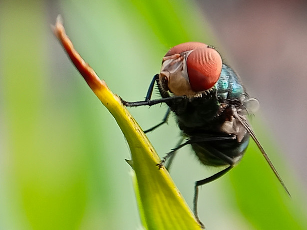 Władze Kostaryki ogłosiły stan wyjątkowy. Wszystko za sprawą wzrostu populacji mięsożernych owadów – tzw. muchówek z Nowego Świata (Cochliomyia hominivorax)