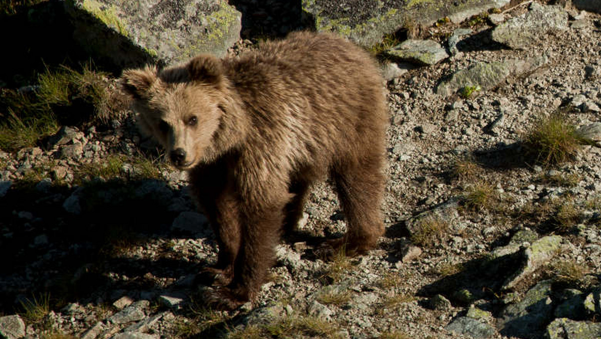 Niedźwiedzie w Tatrach - wywiad z Filipem Ziębą