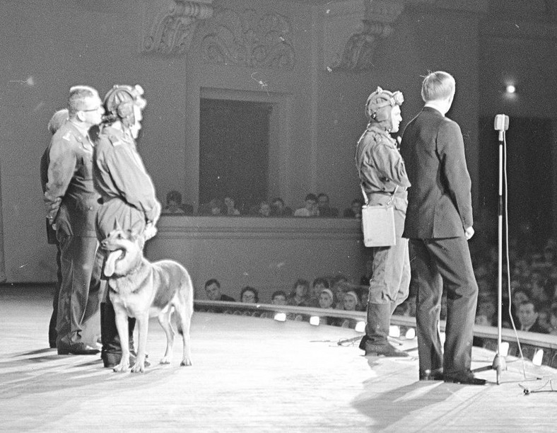 Pies grający Szarika podczas premiery serialu "Czterej pancerni i pies" w Pałacu Kultury i Nauki w Warszawie w 1966 r. 