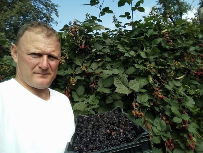 Nisam očekivao da ću u svom zasadu usred berbe da vidim i cvetove kupine: Bojan Mijailović