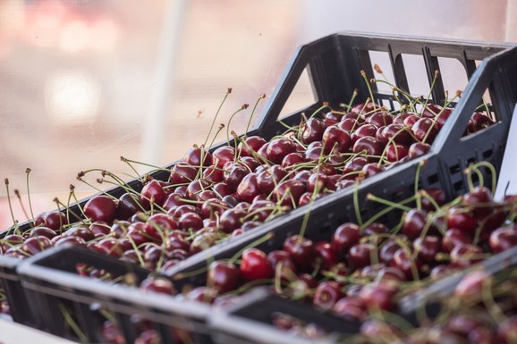 Kupuju se "na gram": Prve trešnje na beogradskim pijacama idu i do 1.500 dinara: Stručnjaci otkrivaju kada sledi veliki pad cena