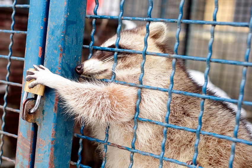 Mirka pokušava da se dokopa izlaza