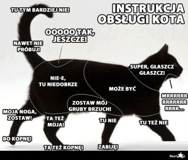 Zobacz najlepsze memy o kotach. Samo życie