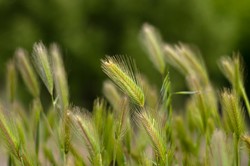 Ta roślina jest niebezpieczna dla zwierząt domowych. Uważaj na spacerach z pupilem