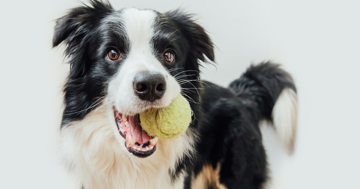 Relacja z właścicielem może wpływać na poziom inteligencji psa. Nowe badanie