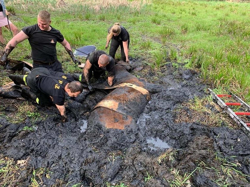 Bytom. Strażacy wyciągają konia z bagna