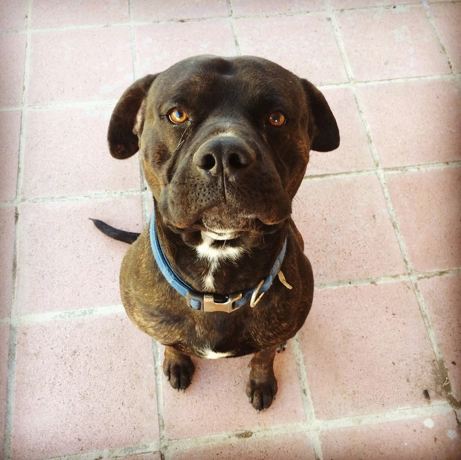 ... provbitno je bio sasvim običan pas na pločniku FOTO: Profimedia