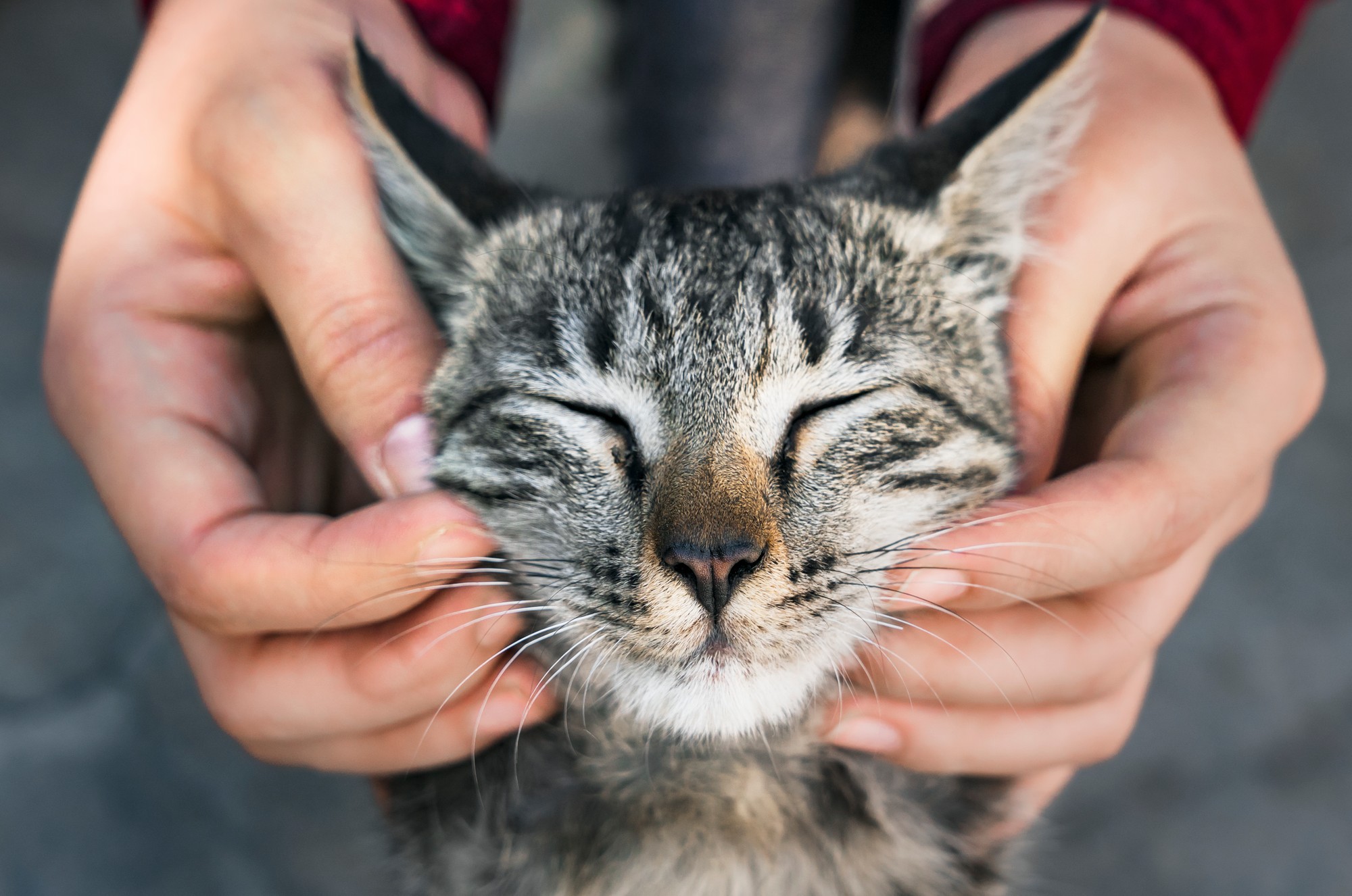 Vedci už dlhé roky skúmajú možnú úlohu parazita Toxoplasma gondii.