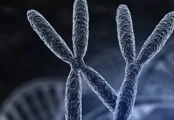 Kariotyp - badanie chromosomów: na czym polega, wskazania do badania