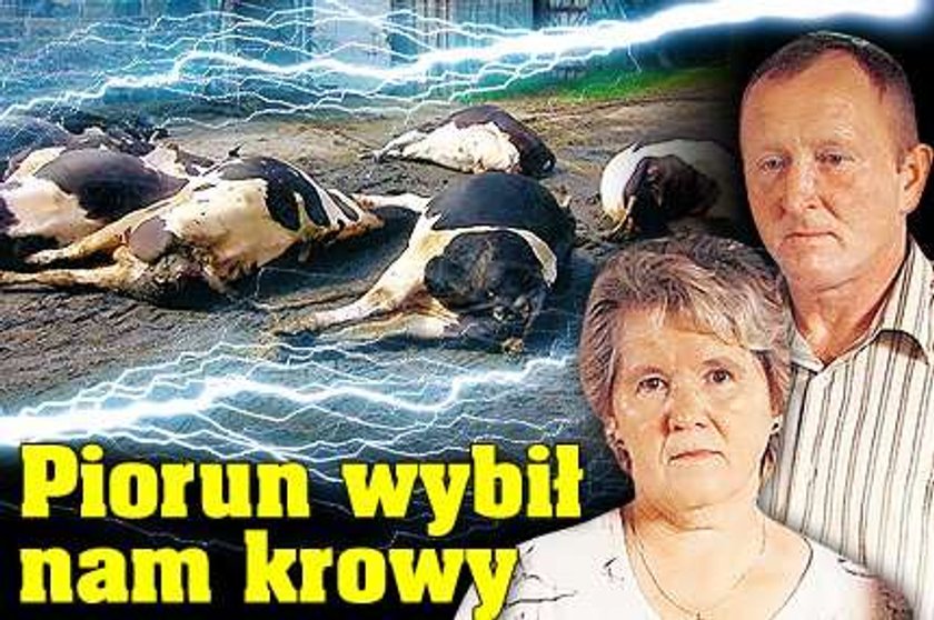 Piorun wybił nam krowy