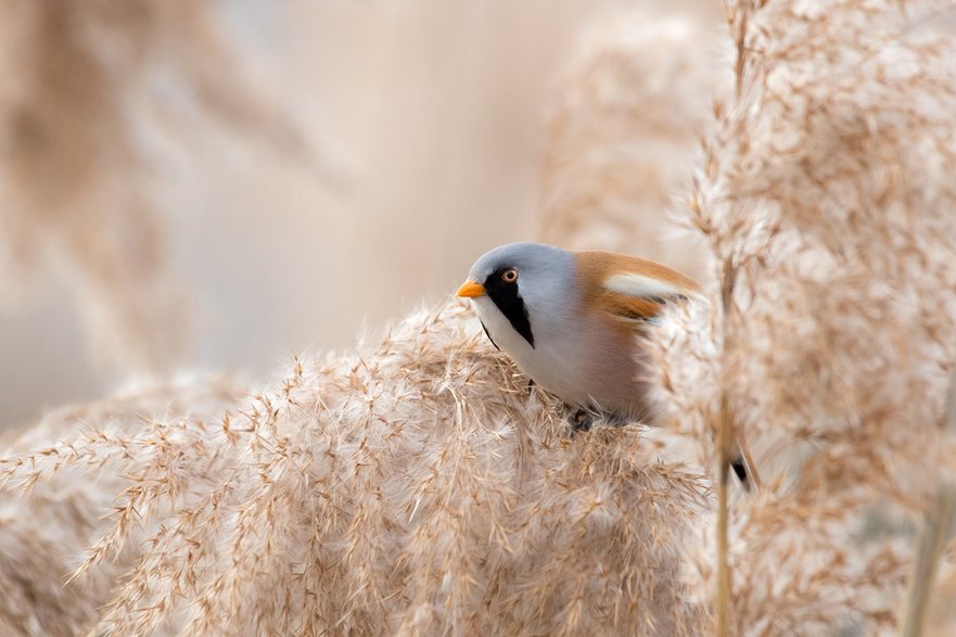 Wąsatka (Panurus biarmicus) 