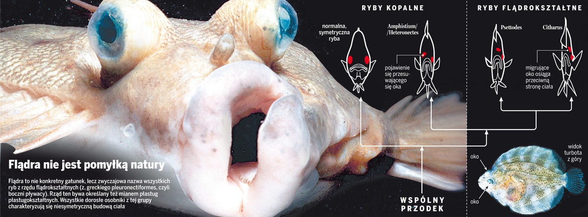 Tak mogła wyglądać ewolucyjna historia flądry
