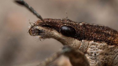 Plaga owadów nad morzem. Oprzędzik szary uprzykrza życie turystów