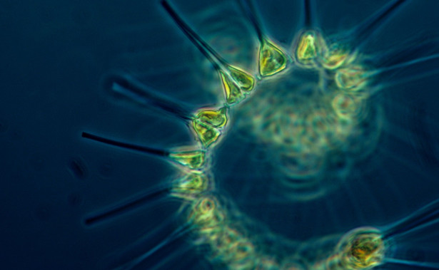 Fitoplankton w jeziorach może być kluczem do walki z pandemią COVID-19