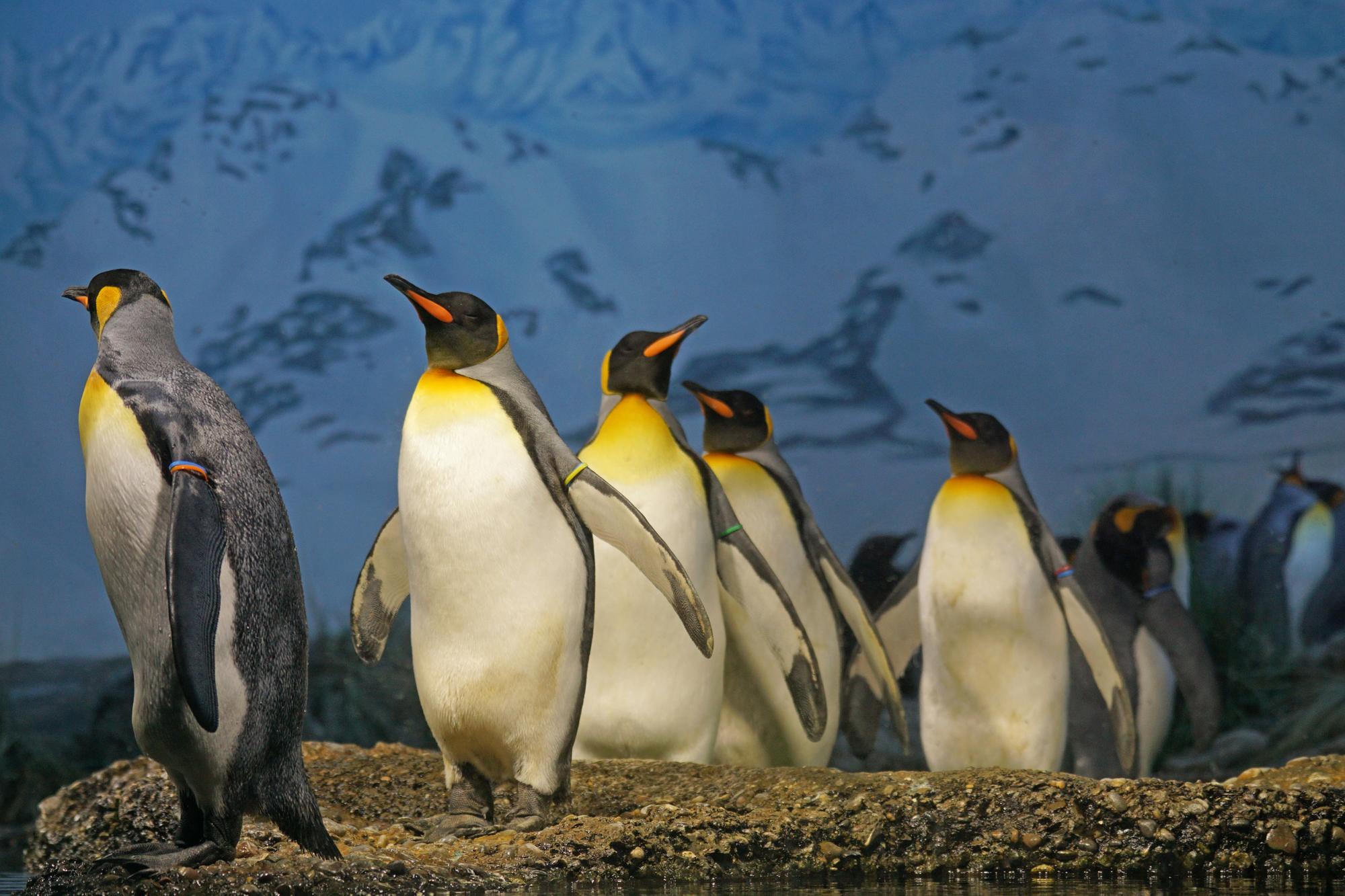 Zdá sa, že tučniaky patria k vyberavým zvieratám.