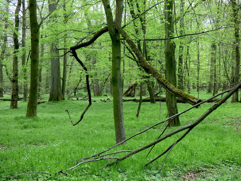 Zdewastowany park w Sławięcicach był swego czasu jednym z najpiękniejszych na Górnym Śląsku