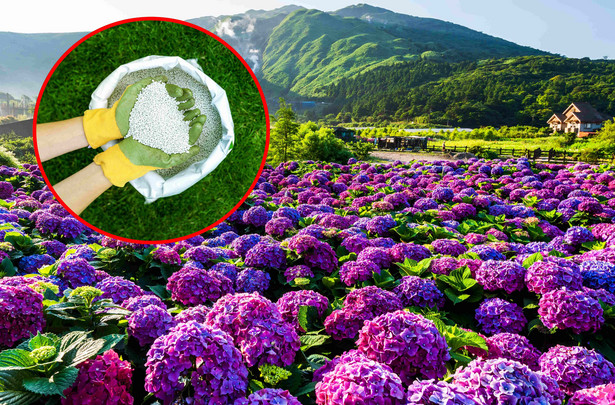 Hortensja (Hydrangea) to popularny krzew o różnokolorowych, imponujących kwiatostanach