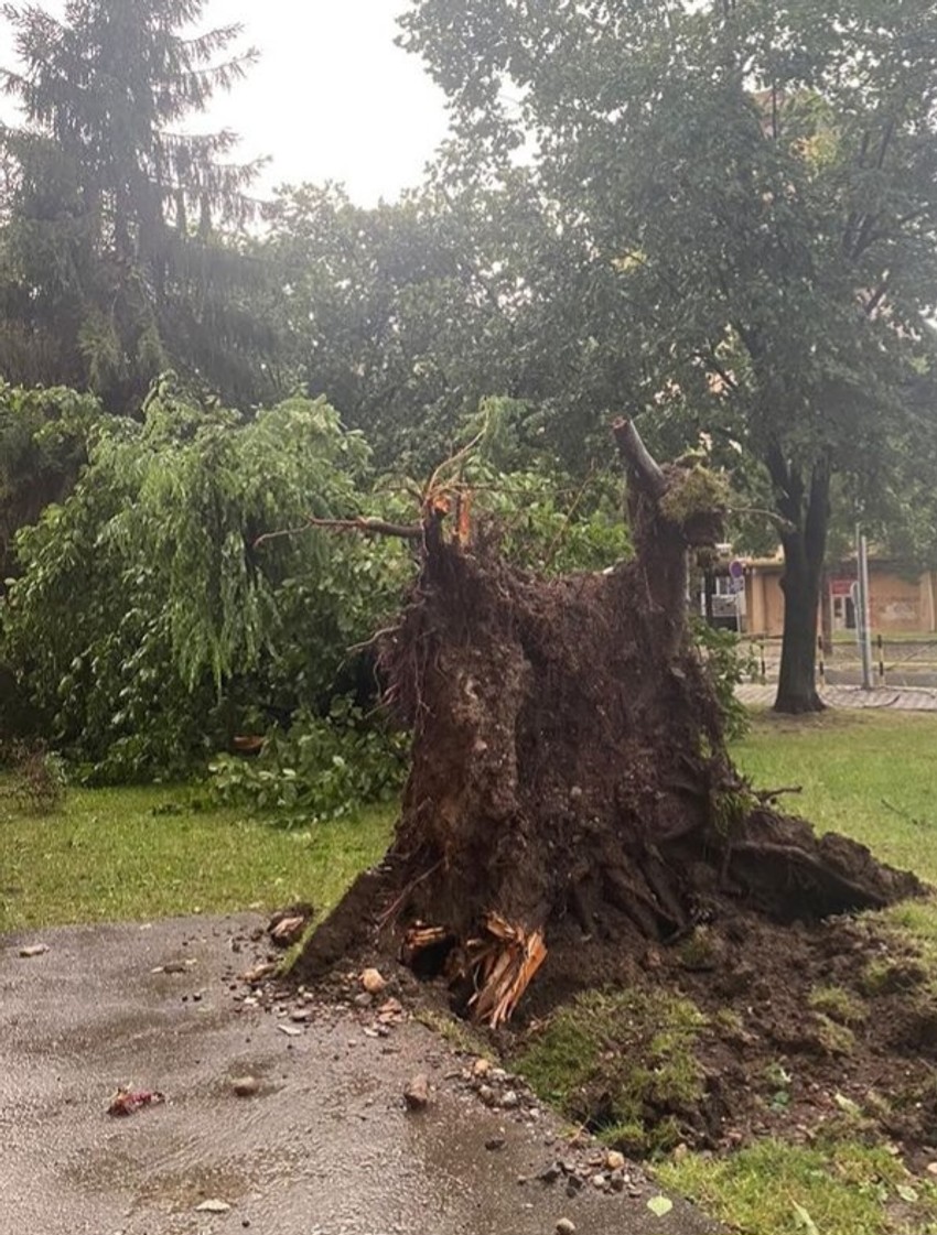 Prepolovljeno i uništeno drveće u Kruševcu