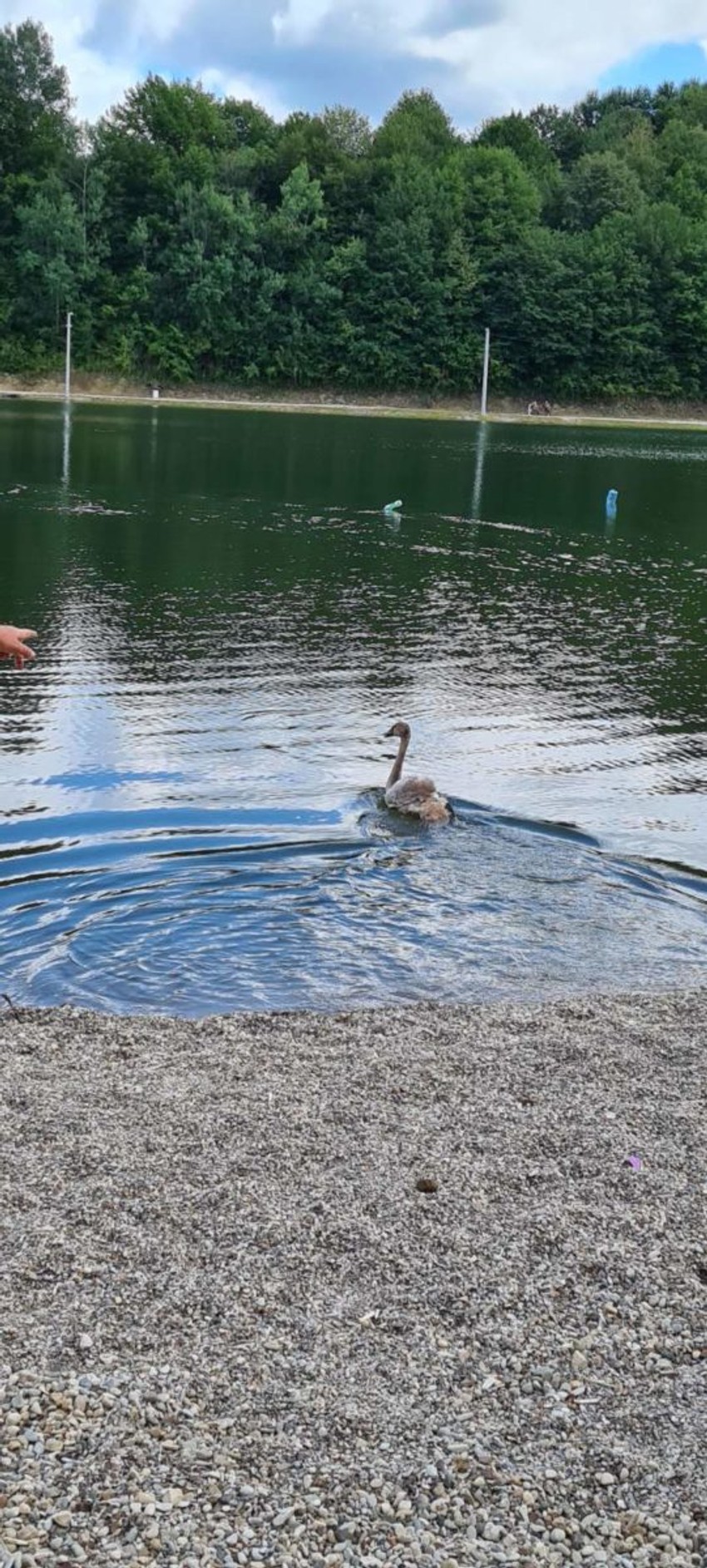 Labudovi na jezeru Manjača 