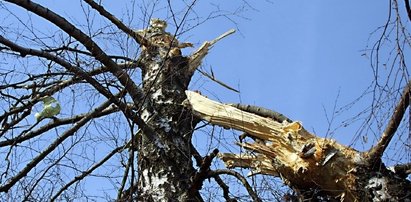 Tajemnica smoleńskiej brzozy. Czy wyjaśnią ją badania DNA