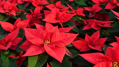 Gwiazda betlejemska marnieje? Sprawdź, czy prawidłowo o nią dbasz