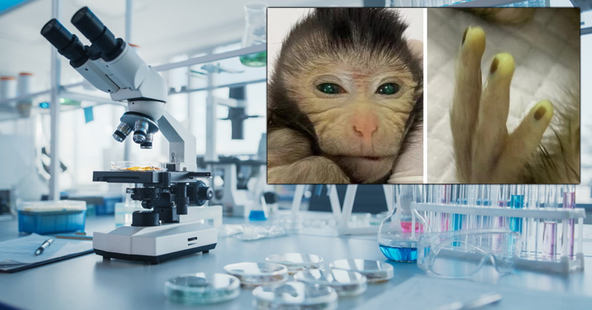 Chinese scientists have created an imaginary monkey