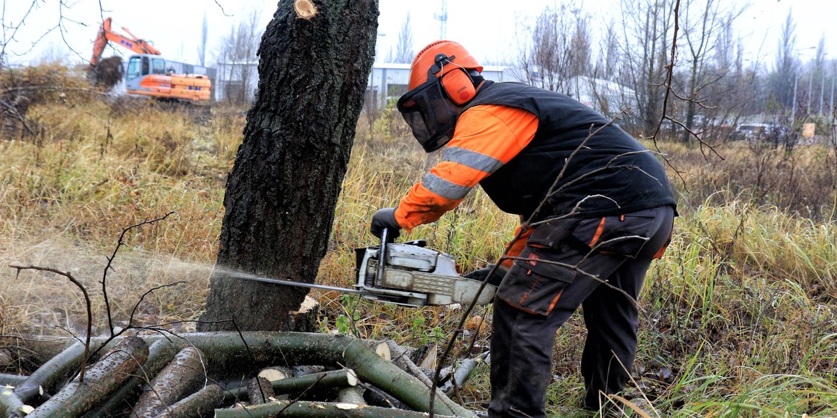 Koniec z wycinką drzew. Nowe przepisy 