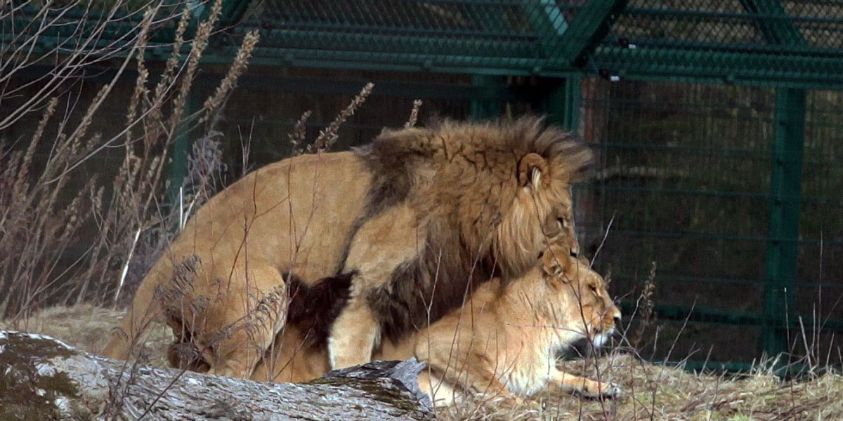 lwy gdansk zoo