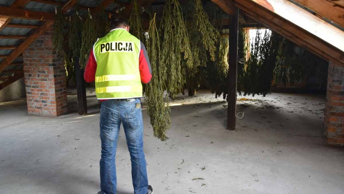 Mężczyźnie, który uprawiał i wprowadzał na rynek narkotyki grozić może nawet dziesięć lat więzienia. Na jego posesji w gminie Zelów bełchatowscy policjanci znaleźli marihuanę, której czarnorynkowa wartość to blisko dwa miliony złotych.