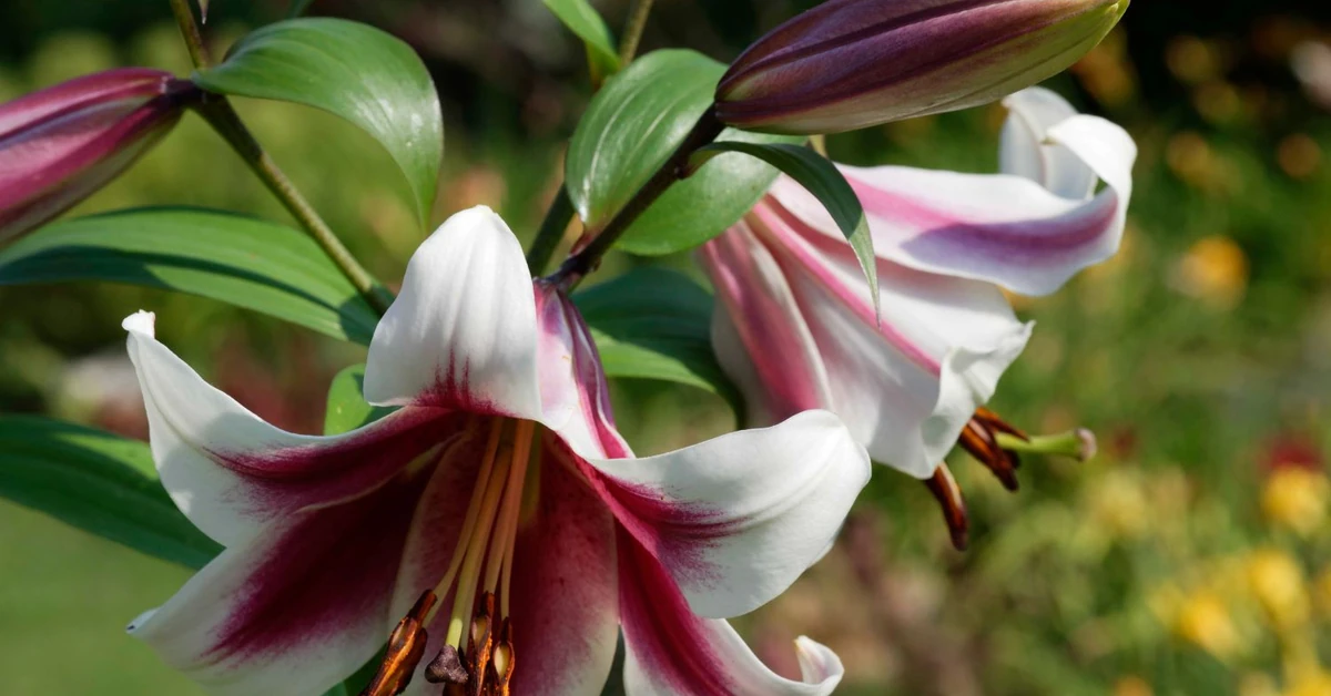 Czy trzeba wykopywać lilie na zimę? Które lilie zimują w gruncie?
