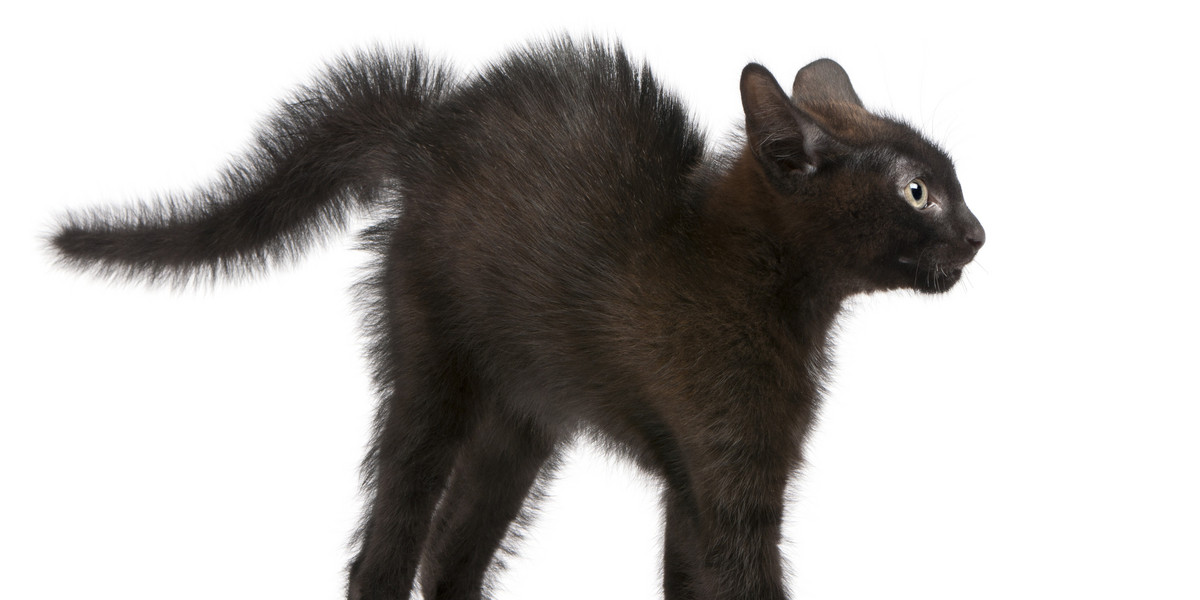 Czarne koty - niesłusznie - są uznawane za symbol pecha. 