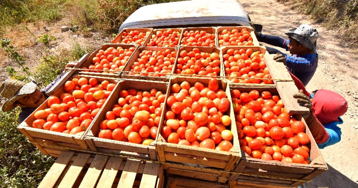 Burkina Faso bans tomato exports to protect local industry, with ripple effects across West Africa