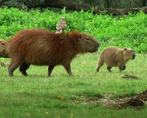 Galeria Argentyna - Delta rzek Parany i Urugwaju, fauna, obrazek 31