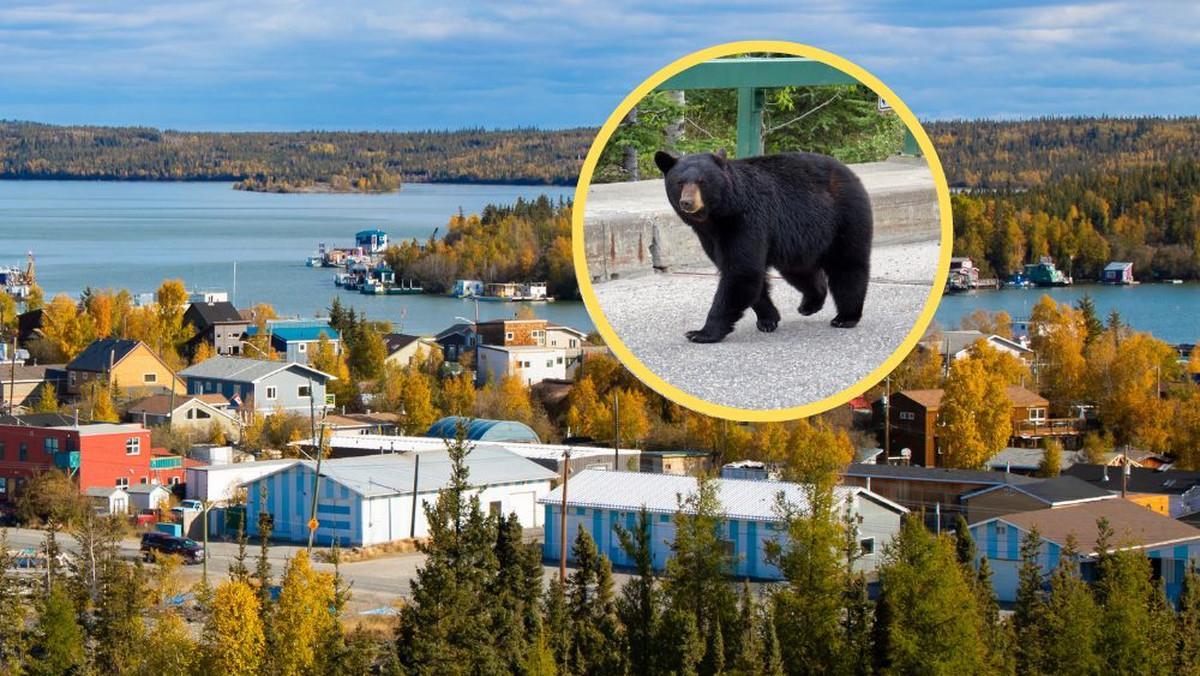 Kanadyjska przyroda reaguje na pożary lasów. Niedźwiedzie na ulicach miasta