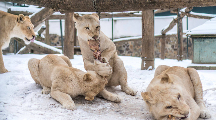 Az oroszláncsapat egy falatot sem hagyott a megszerzett véres cupákokból /Fotó: Facebook - Nyíregyházi Állatpark