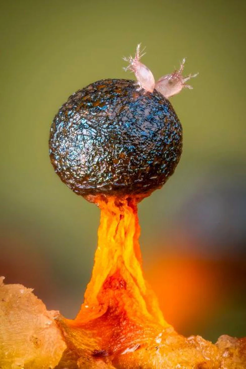 Kada je Beri fotografisao ovu sluzavu buđ, pomislio je da na vrhu ima prašine. Tek kada je počeo da pravi kompozitnu sliku kod kuće, shvatio je da je uhvatio dve sićušne grinje koje se viju ka nebu | Foto: Barry Webb