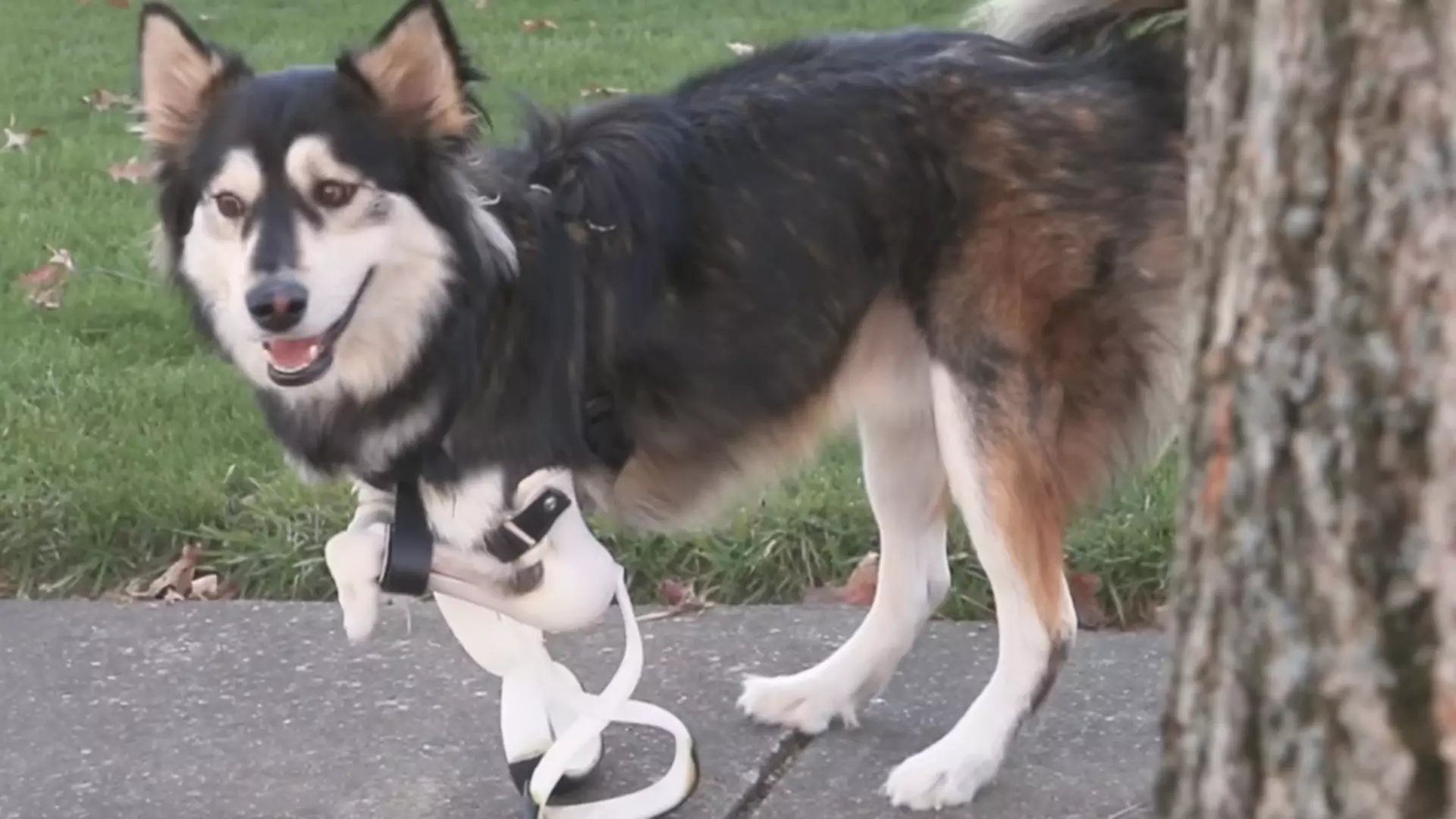 Pierwszy spacer psa-inwalidy z protezami nóg wydrukowanych w drukarce 3D