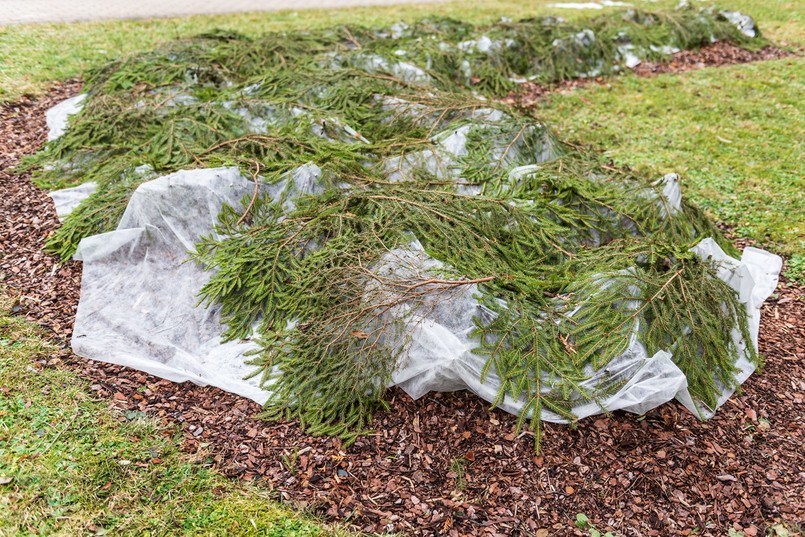 jak ochronić rośliny przed mrozem