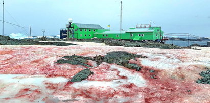 Krwawe plamy na Antarktydzie. Co to jest?
