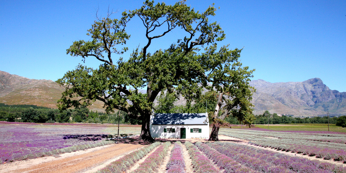 Winnica w Stellenbosch w RPA