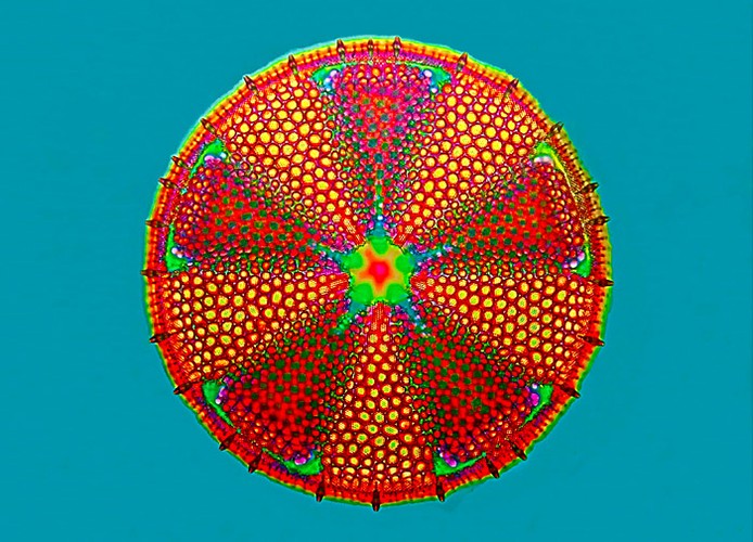 Jendokomórkowy glon, 3. miejsce