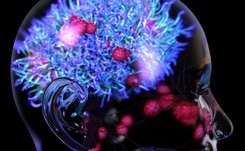 Geny pradawnych wirusów chronią mózg przed nowymi infekcjami