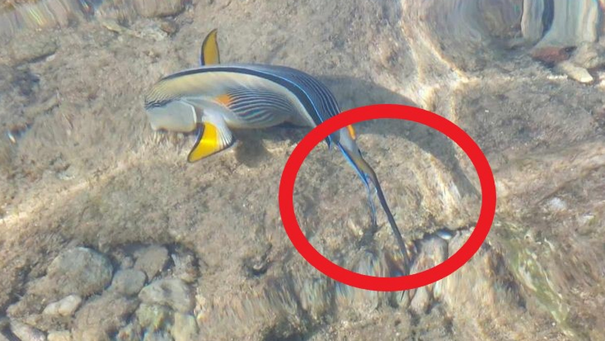 Ma "skalpel" na ogonie. Niebezpieczna ryba atakuje turystów
