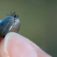 Hyalomma: horrorkullancsot találtak hazánkban. Ezek a fertőzés jelei!