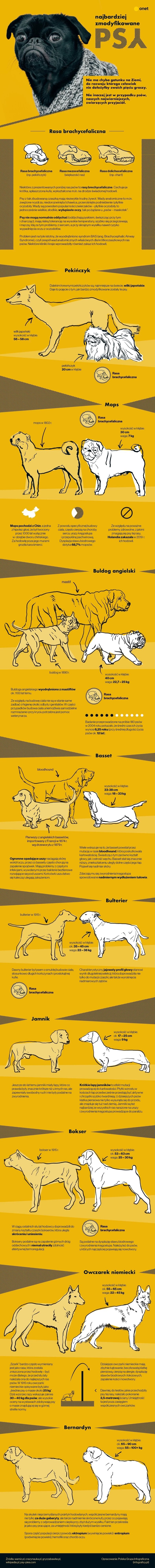 Najbardziej zmodyfikowane psy [INFOGRAFIKA] 