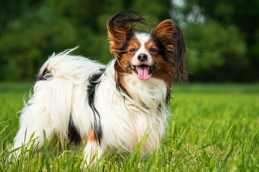 Papillon ma długą i lekko twardą sierść - af.fotoworks/stock.adobe.com