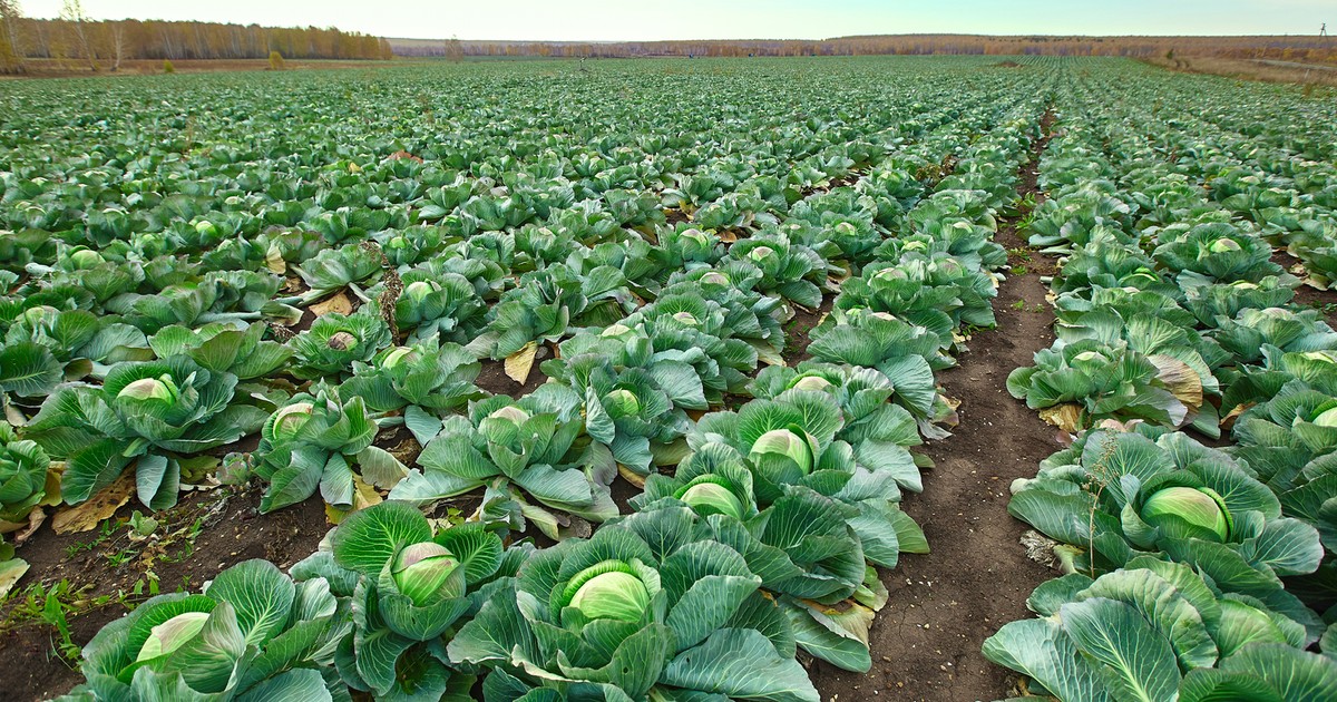 Sto ton kapusty na polu. Rolnik załamany: nie ma komu sprzedać, nawet za 20 groszy