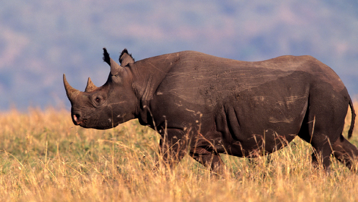 Kłusownicy w RPA w tym roku zabili już 281 nosorożców - zwierząt znajdujących się na liście gatunków zagrożonych - podał we wtorek południowoafrykański wydział ds. środowiska. Najbardziej ucierpiały nosorożce w słynnym Parku Narodowym Krugera.
